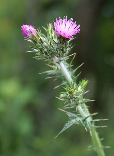 Carduus pycnocephalus